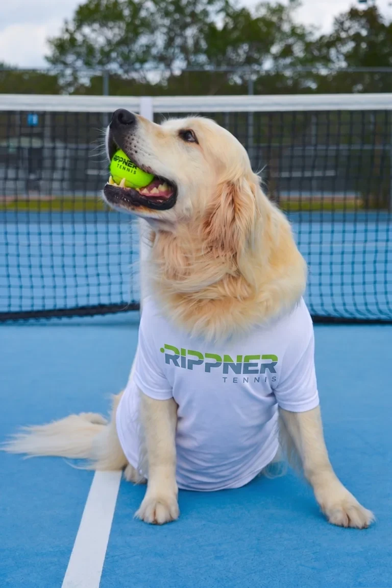 Bodhi, the RippnerTennis golden retriever mascot, on court